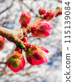 Red plum buds bathed in early spring sunlight 115139084
