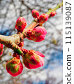 Red plum buds bathed in early spring sunlight 115139087