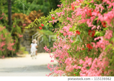 Okinawa: Cycling around the idyllic scenery of Taketomi Island 115139362