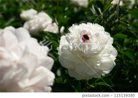 Large, impressive white flowering peonies and a scarab beetle Large, impressive white flowering peonies and a scarab beetle 115139380