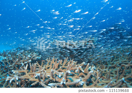 A group of cardinalfish swarming on coral in the Okinawa Sea A group of cardinalfish swarming on coral in the Okinawa Sea 115139688