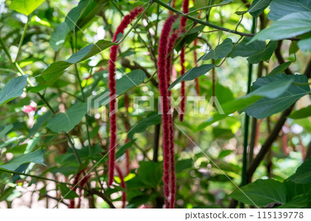 A long red-spotted tree like a monkey's tail. A tropical plant. A plant in a greenhouse dome. A long red-spotted tree like a monkey's tail. A tropical plant. A plant in a greenhouse dome. 115139778