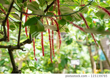 A long red-spotted tree like a monkey's tail. A tropical plant. A plant in a greenhouse dome. A long red-spotted tree like a monkey's tail. A tropical plant. A plant in a greenhouse dome. 115139785