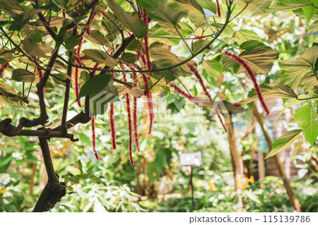 A long red-spotted tree like a monkey's tail. A tropical plant. A plant in a greenhouse dome. A long red-spotted tree like a monkey's tail. A tropical plant. A plant in a greenhouse dome. 115139786