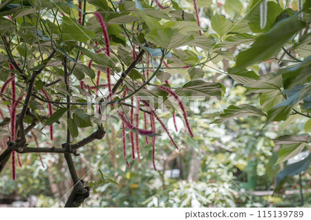 紅絲柏像猴子尾巴一樣長，是熱帶地區的植物，是溫室圓頂裡的植物 115139789