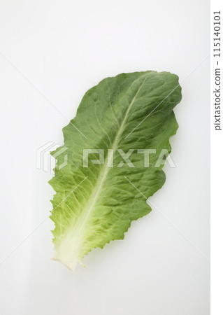 一片長葉生菜 115140101