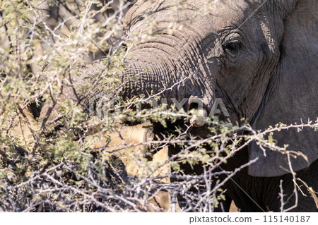 Close-up of an Elephant Close-up of an Elephant 115140187