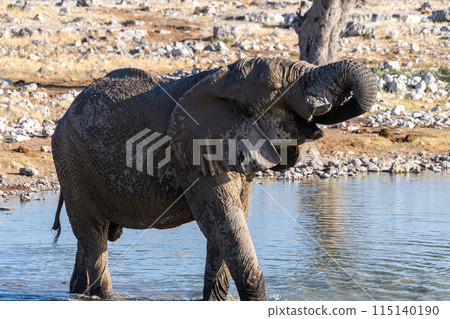 African Elephant in Etosha African Elephant in Etosha 115140190