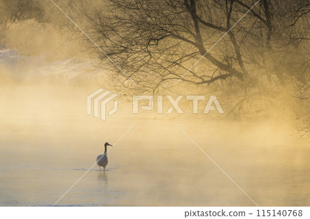 Red-crowned cranes in the morning mist seen from Otowa Bridge 115140768