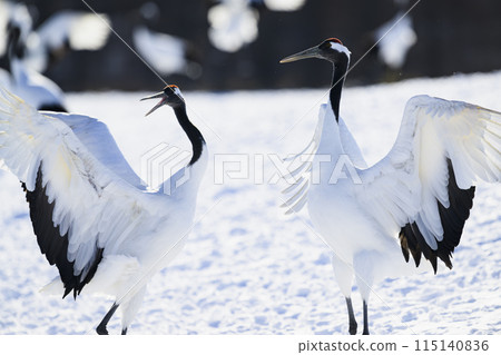 Cranes dancing courtship dance Cranes dancing courtship dance 115140836