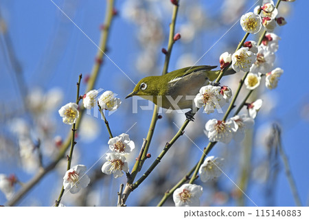盛開的繡眼鳥（春天的圖像）（溫馨的圖像） 115140883