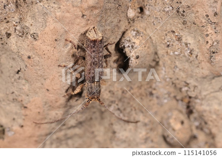 生物昆蟲:長耳甲蟲,身體灰棕色,頭部和屁股淺棕色。幾乎相同的厚度和拉長 生物昆蟲:長耳甲蟲,身體灰棕色,頭部和屁股淺棕色。幾乎相同的厚度和拉長 115141056