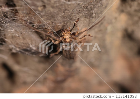 Living creatures, insects, the small striped longhorn beetle, although small, definitely has the face of a longhorn beetle Living creatures, insects, the small striped longhorn beetle, although small, definitely has the face of a longhorn beetle 115141058