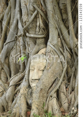 ancient Buddha statue covering by root of bodhi tree in Wat Mahathat travel landmark in Thailand 115141559