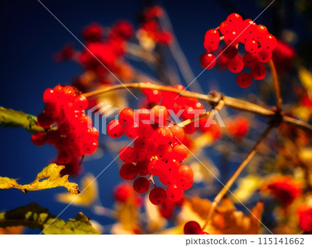 Clusters of red berries hang from a tree branch, ripe and awaiting harvest. 115141662