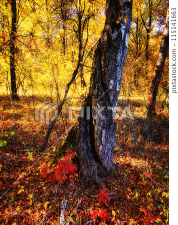 Autumn forest, twisted tree after being hit by lightning, fallen leaves, golden light, serene, used for seasonal themes. Fall foliage, prominent tree, sunlight, peaceful. Autumn forest, twisted tree after being hit by lightning, fallen leaves, golden light, serene, used for seasonal themes. Fall foliage, prominent tree, sunlight, peaceful. 115141663