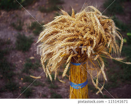 Image ideal for representing organic farming, showcasing ripe bundled wheat stalks. Image ideal for representing organic farming, showcasing ripe bundled wheat stalks. 115141671
