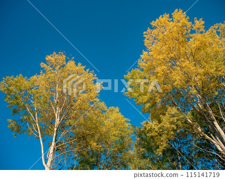 Contrasting Colors 115141719