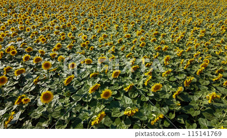 Sunflower field, top view. Sunflower plants bloom in a farmer's field. Sunflower field, top view. Sunflower plants bloom in a farmer's field. 115141769