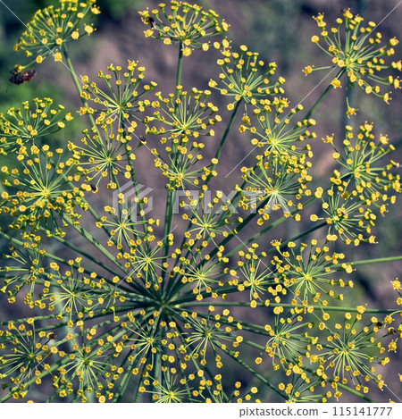 A close-up view of yellow flowers on green stems, with a dark background. 115141777