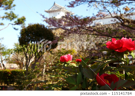 姬路城三之丸之丘、千姬牡丹園、春天的景色 115141784