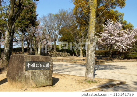 姬路城三之丸之丘、千姬牡丹園、春天的景色 115141789