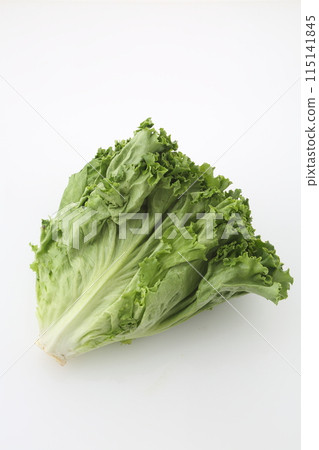 Green leaf lettuce 115141845