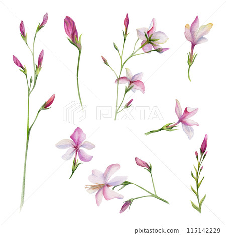 Hand drawn watercolor illustration botanical. Clematis cleome spider anemone lobelia impatiens jasmine, orange flower. Single object isolated on white. Design wedding, love cards, bride bouquet, shop 115142229