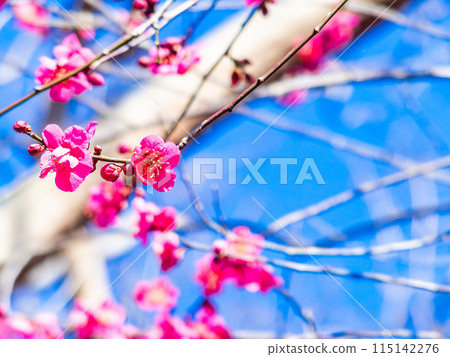 Red plum blossoms in full bloom heralding the arrival of spring 115142276