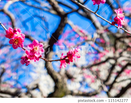 Red plum blossoms in full bloom heralding the arrival of spring 115142277