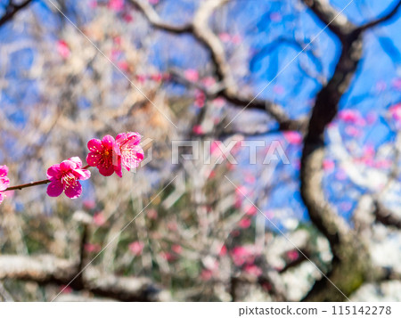 Red plum blossoms in full bloom heralding the arrival of spring Red plum blossoms in full bloom heralding the arrival of spring 115142278