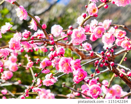 Red plum blossoms in full bloom heralding the arrival of spring Red plum blossoms in full bloom heralding the arrival of spring 115142284