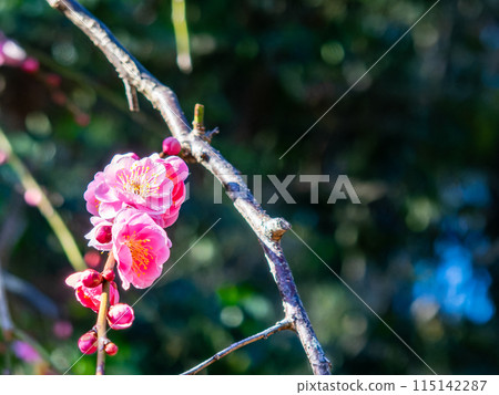 紅梅盛開，預示著春天的到來 115142287