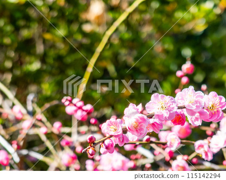 Red plum blossoms in full bloom heralding the arrival of spring 115142294