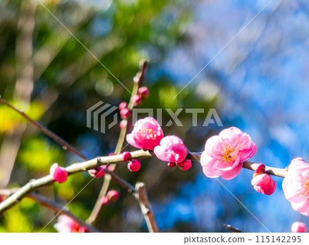 Red plum blossoms in full bloom heralding the arrival of spring Red plum blossoms in full bloom heralding the arrival of spring 115142295