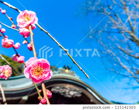 紅梅盛開,預示著春天的到來 紅梅盛開,預示著春天的到來 115142303