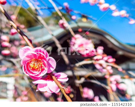 紅梅盛開，預示著春天的到來 115142310