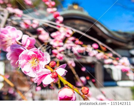 Red plum blossoms in full bloom heralding the arrival of spring 115142311