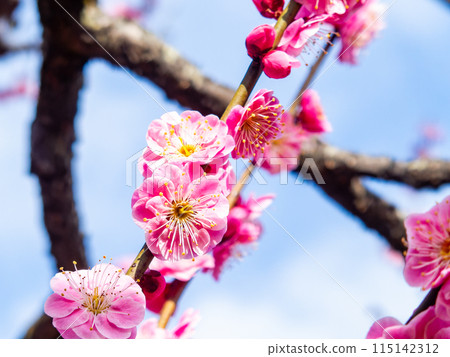 Red plum blossoms in full bloom heralding the arrival of spring 115142312