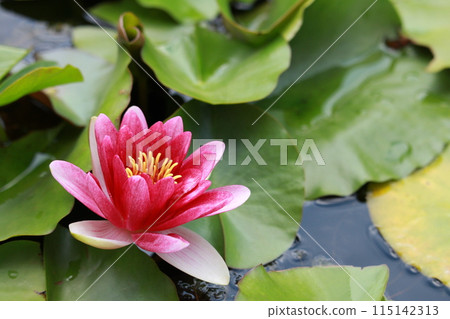 Water lily (purple) 115142313