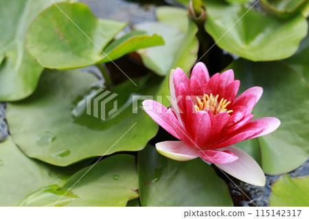 Water lily (purple) Water lily (purple) 115142317