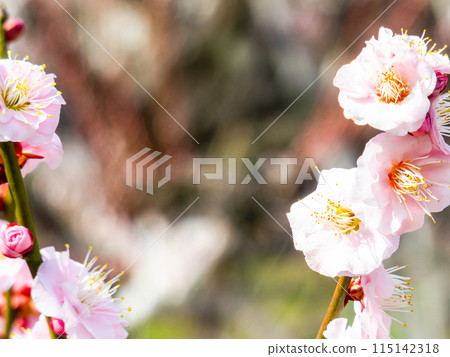 Red plum blossoms in full bloom heralding the arrival of spring Red plum blossoms in full bloom heralding the arrival of spring 115142318