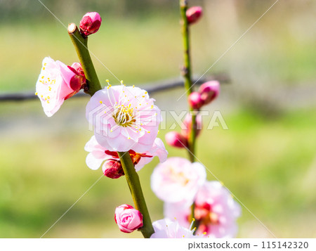 Red plum blossoms in full bloom heralding the arrival of spring Red plum blossoms in full bloom heralding the arrival of spring 115142320