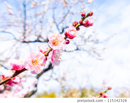 Red plum blossoms in full bloom heralding the arrival of spring 115142326