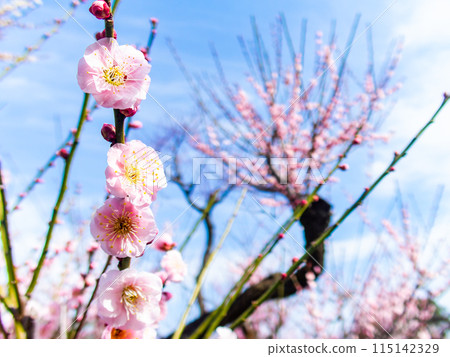 紅梅盛開，預示著春天的到來 115142329