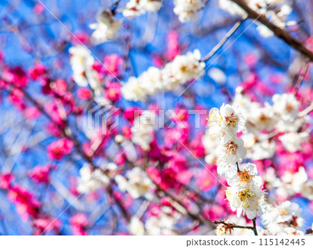 盛開的美麗紅白李子預示著春天的到來 115142445