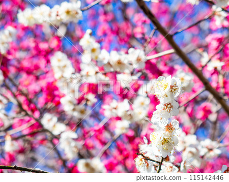 Beautiful red and white plums in full bloom heralding the arrival of spring Beautiful red and white plums in full bloom heralding the arrival of spring 115142446