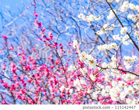 Beautiful red and white plums in full bloom heralding the arrival of spring Beautiful red and white plums in full bloom heralding the arrival of spring 115142447