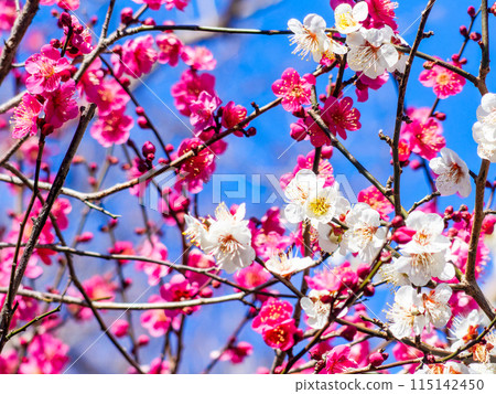 Beautiful red and white plums in full bloom heralding the arrival of spring 115142450