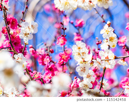 Beautiful red and white plums in full bloom heralding the arrival of spring Beautiful red and white plums in full bloom heralding the arrival of spring 115142458